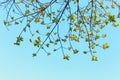 Treetop Bud Leaves