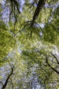 Treetop Canopy Background