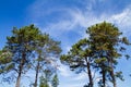 Treetop, canopy, crown of the tree. Forest, food branch and green leaves, foliage. Outdoor nature park landscape background. Royalty Free Stock Photo