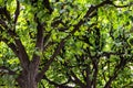 Treetop, canopy, crown of the tree. Forest, food branch and green foliage. Outdoor nature park landscape background. Royalty Free Stock Photo