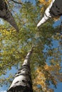 Treetop, canopy, crown of tree. Looking up through forest of trees at blue sky. Sun in sky in summer Royalty Free Stock Photo