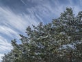 Treetop with cloud background. Photo from below. Royalty Free Stock Photo