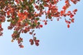 Treetop colorful green and red leaves texture or terminalia catappa tree natural patterns on blue sky background Royalty Free Stock Photo
