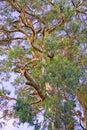 Treetop of eucalyptus in Parque de Castrelos park in Vigo