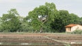 Treetop house and the paddy field, rural village landscape view Royalty Free Stock Photo