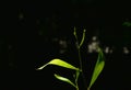 Treetop and leaf growth from trunk flowing from wind blow in garden