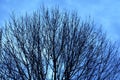 Treetop Silhouette in Late Autumn in West Michigan