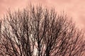 Treetop Silhouette in Late Autumn in West Michigan