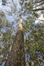 Treetop and trunk of eucalyptus seen from below