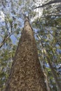 Treetop and trunk of eucalyptus seen from below