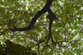 Treetop View from below that made an abstract pattern Royalty Free Stock Photo