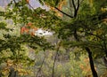 Early Autumn View Through Treetops Royalty Free Stock Photo