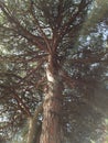 Treetop viewed from below