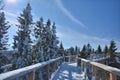 The treetop walk Bachledka in Slovakia