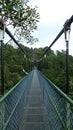 Treetop Walk Up In The Hills of MacRitchie Nature Reserve Royalty Free Stock Photo