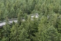 Treetop Walkway lignting, Sightseeing trail in tree crowns