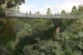 treetop walkway, suspended above a forested canopy