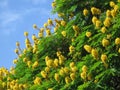 Treetop Yellow acacia of the species Caesalpinia pluviosa, sevipira, with its vibrant yellow flowers.