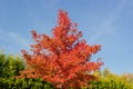 Treetop of young sweetgum with autumn leaves and fruits