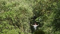 Treetop Zip Line