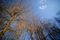 Treetops against a blue sky on a sunny day. Abstract landscape Royalty Free Stock Photo