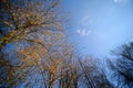 Treetops against a blue sky on a sunny day. Abstract landscape Royalty Free Stock Photo