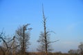 Treetops against the sky