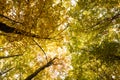 Treetops on an autumnal morning