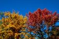 Treetops With Beautiful Fall Colors Against A Bright Blue Sky.