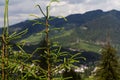 treetops from a bird`s eye view. summer in the mountains