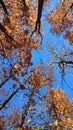 Treetops brown leaves swaying in wind on background blue sky on sunny autumn day Royalty Free Stock Photo