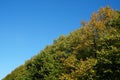 Treetops and clear sky on a sunny day Royalty Free Stock Photo