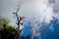 Treetops of dead trees on a background of blue sky with clouds Royalty Free Stock Photo