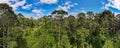 Treetops of dense tropical rainforest in the mangrove area of Klias, Sabah, Malaysia Royalty Free Stock Photo