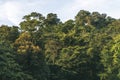 Tree tops of Dense Tropical Rainforest during sunrise in Lenggong, Perak