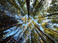 Treetops in early autumn