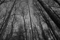 Treetops at evening in forest in Sweden