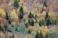 Treetops in a forest in autumn