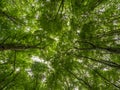 Treetops with fresh green leaves in the beechwood forest