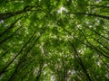 Treetops with fresh green leaves in the beechwood forest