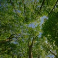 Treetops with fresh green spring leaves and blue sky