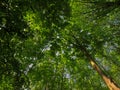 Treetops with fresh green spring leaves