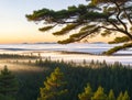 Treetops of Green Pine Forest with Morning Mist at Dawn, generative ai Royalty Free Stock Photo