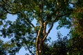 treetops with illuminated trunk over blue sky Royalty Free Stock Photo