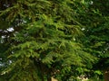 Treetops. Lush greenery in the treetops Royalty Free Stock Photo