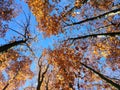 Treetops orange brown leaves on background clear blue sky on sunny autumn day. Royalty Free Stock Photo