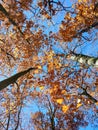 Treetops orange brown leaves on background clear blue sky on sunny autumn day. Royalty Free Stock Photo