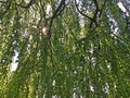 Treetops in the Park at Feldli Cemetery in Saint Gallen Baumkronen im Park auf dem Friedhof Feldli in Sankt Gallen, St. Gallen