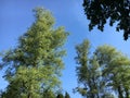 Treetops in the Park at Feldli Cemetery in Saint Gallen Baumkronen im Park auf dem Friedhof Feldli in Sankt Gallen, St. Gallen