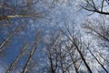 Treetops of poplar and birch trees on the background of spring sky. View from below
